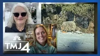 Wisconsin neighbors turn amateur sheep-herders in search of 2 missing animals