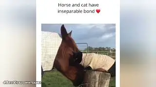Horse and cat have inseparable bond