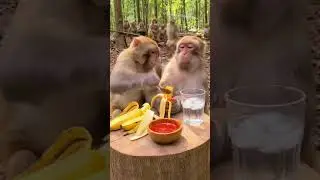 Monkey vibes all day! 🇺🇸🇬🇧  #MonkeyVibes #FunnyMonkey #CuteMonkey #MonkeyVideo #FunnyAnimals #Comedy
