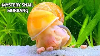 🐌Mystery Snail Mukbang🐌