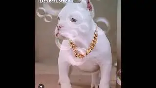 rasas pitbull