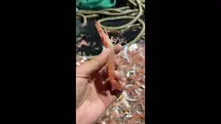 LIVE📹 | Net Fishing in the Pacific Ocean. #shorts #boat #fishing