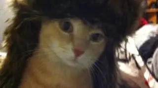 Benci