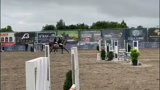 Talented and eye catching 5yo TB mare
