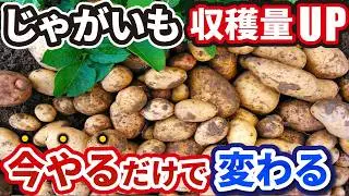 ジャガイモを植えるなら今すぐ見て！収穫量が劇的に変わる「植え付け前の準備」を徹底解説