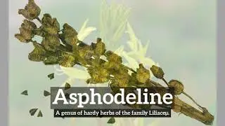 How Does Asphodeline Look? | What is Asphodeline? | How to Say Asphodeline in English?