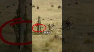 Mother Wildebeest Fights Off Leopard #animals #brave #wildlife