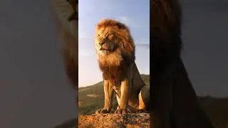 Lion Royalty. King of the Jungle roars