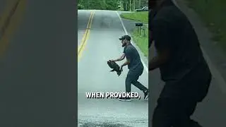 Aggressive snapping turtle saved from road! 😳🐢  -  🎥 lambart616