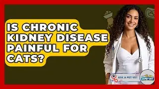 Is Chronic Kidney Disease Painful For Cats? - Ask A Pet Vet