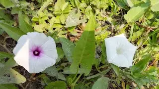 Lipi cooking blog ... মা-বাবা হল সেই বৃক্ষ, যার শীতল ছায়ায় আমরা সবাই সুখে-শান্তিতে থাকি।