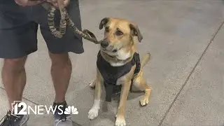 'Changed my life': Arizona veterans receive service dogs through Operation K-9 Companion Program