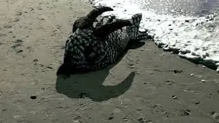 Strange Sea Creature Washed up in sand path