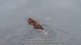 Bevers opvolgen met een (akoestische) zender op de Boven-Schelde