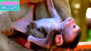 So adorable and Cute Baby Monkey With Lovely Mommy, Adorable Wildlife
