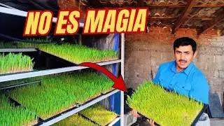 🌱 &iquest;Por qu&eacute; el FVH NO es magia? | La verdad del forraje verde hidrop&oacute;nico