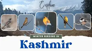 Winter Birding in Kashmir | A Paradise of Migratory Birds #birds #wildlife #trending #kashmir