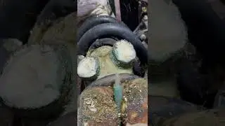 Trimming these CHUNKY DEWCLAWS