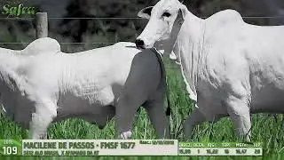 LOTE 109   FMSF 1677