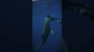 Tiger Shark Comes At Me #ocean #shark #tigershark #sharkattack #sharkbite 📷: mermaid.kayleigh