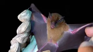 The Orange Nectar Bat