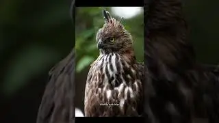 Changeable hawk-eagle