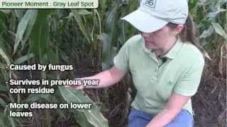 Gray Leaf Spot