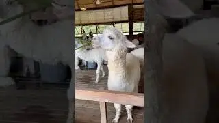 Alpaca eating grass adorably #unique #cuteanimals #alpaca #eating
