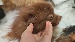 Доброе,утро из Зимней Евпатории 😀🐾 Продажа щеночков доставка по миру+79788972514