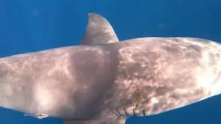 Florida Shark Diving
