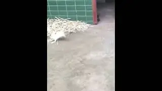 Funny Cats So Fluffy Funny Cats Apandah Ragdoll Cats Funny Part 4878