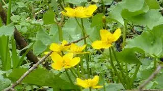 Spearwort - Ranunculus lingua - Vatnas&oacute;ley - Villijurt - Fj&ouml;l&aelig;r jurt