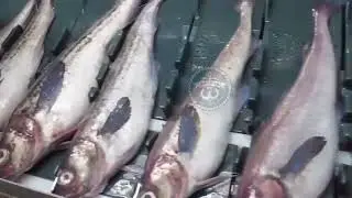 🐟 Минтай на максимуме: как 2025-й стал рекордным для российского промысла