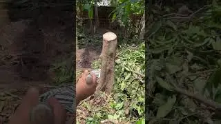 Cambium layer in bark grafting