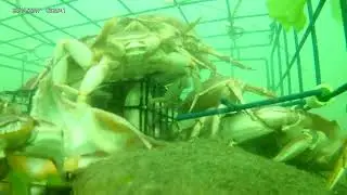 Special Guest, GoPRO in the pot Fall Crabbing Oregon Coast Nehalem Bay