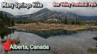 Many Springs Hike in Bow Valley Provincial Park