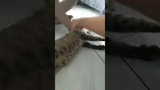 Cara memberi obat kucing galak