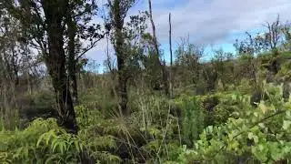 Fern Forest 3 acres Omeka East 311029115 3