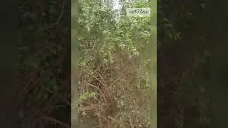 Jaal_@we&Nature