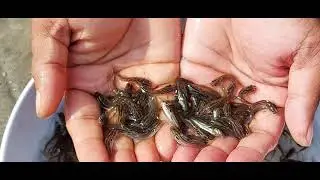 দেশীয় টেংরা মাছ চাষে লাভ বেশি |দেশি টেংরা মাছের পোনা|মোবাইল-01734494983|tangra fish farming