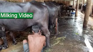 Buffalo Milking By Hand | How To Milk A Buffalo | Milking Video | Dairy Farm