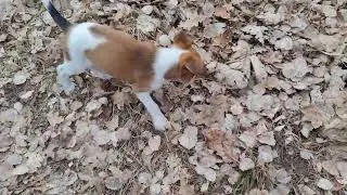 8 weeks old Kromfohrländer