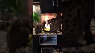 Savannah cats F1, F3 and F5 ... and the strawberries