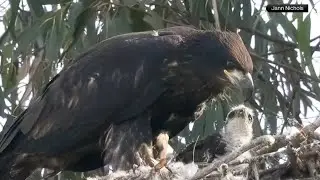 Bald eagle adopts baby hawk