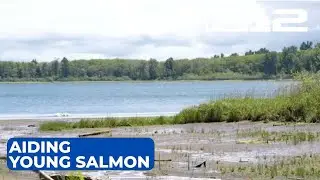 New estuary system to aid young salmon