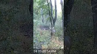 #nationalforest #whitetaildeer #wildlife #nature #stateforest #nature