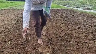 GROW WATER SPINACH EFFORTLESSLY &ndash; HANDS-ON SEED SOWING TRICK! - Agriculture Farming