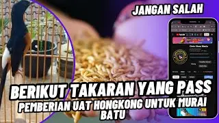 Jangan Salah! Berikut Takaran Ulat Hongkong Yang Tepat Untuk Burung Murai Batu Agar Gacor Maksimal