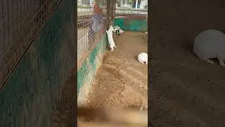 &ldquo;Soft Hearts & Fluffy Hops #bunny #cutepet #rabbit #funnyrabbit #travelvlog #viral #funnyanimal
