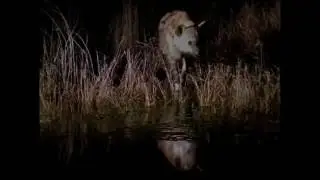 Stalking LEOPARDS documentary   Wild Nature   National Geographic online